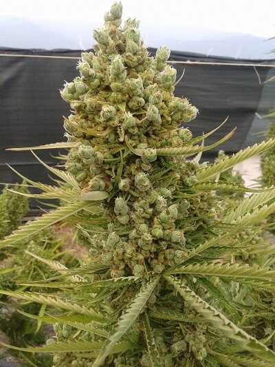 Malawi X Northern Lights Auto