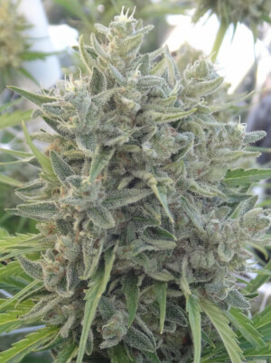 Killer A5 Haze