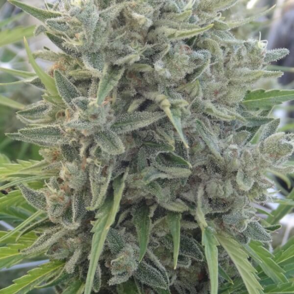 Killer A5 Haze