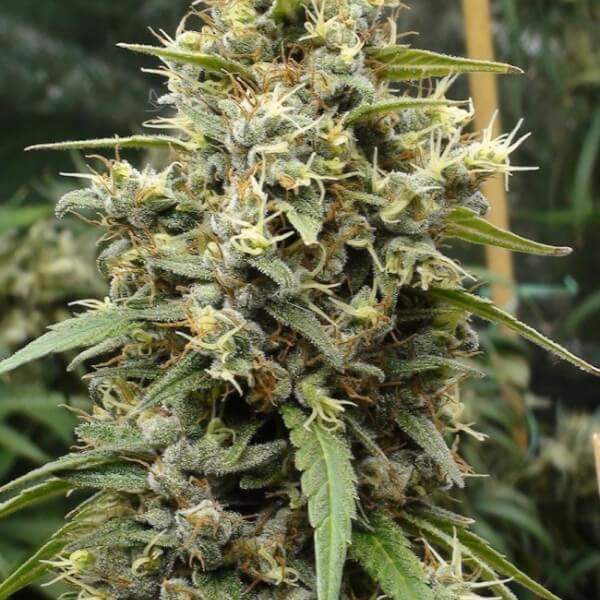 Panama Haze