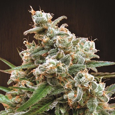 Nepal Jam Fem