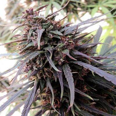 Purple Haze x Malawi