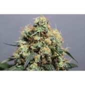 Bruce Lemon Diesel