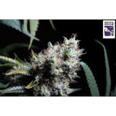 Bruce Lemon Diesel