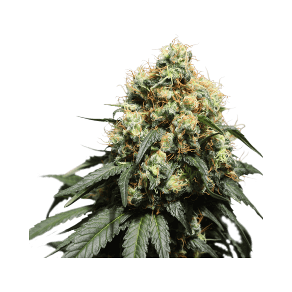 Bruce Lemon Diesel