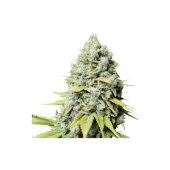 Kosher Haze