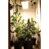 Kosher Haze