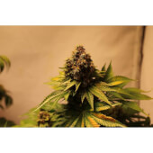 Kosher Haze