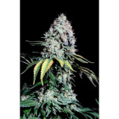 Kosher Haze