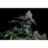 Kosher Haze
