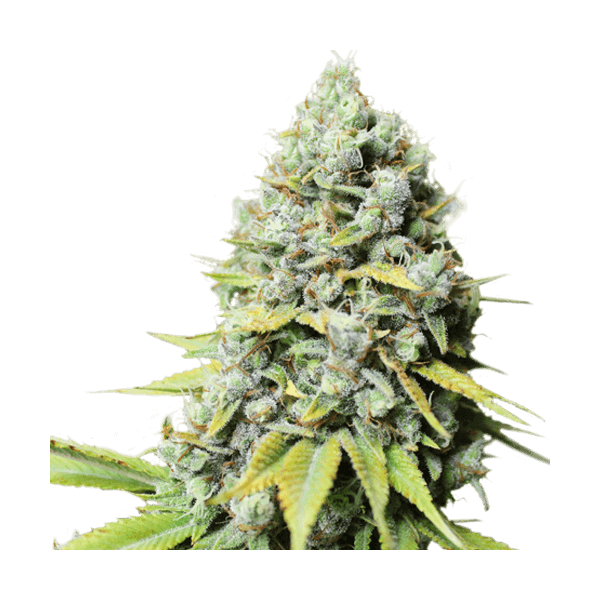 Kosher Haze