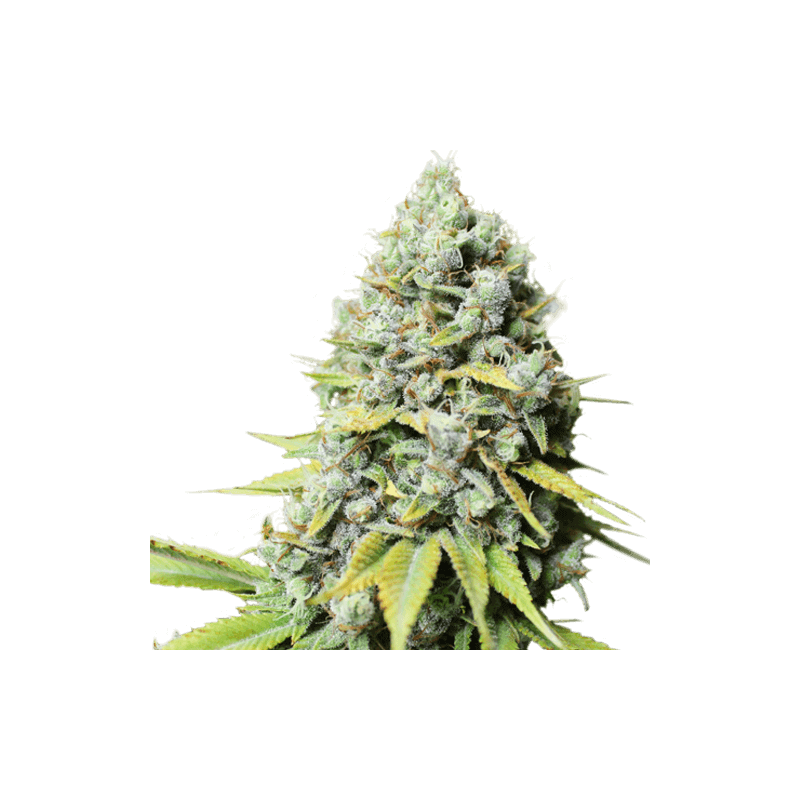 Kosher Haze