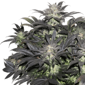 Lava Freeze by Super Sativa Seed Club