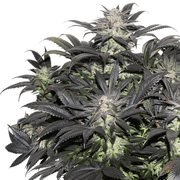 Lava Freeze by Super Sativa Seed Club