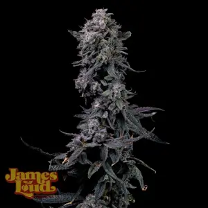 Bumpboxx Kush