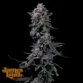 Bumpboxx Kush
