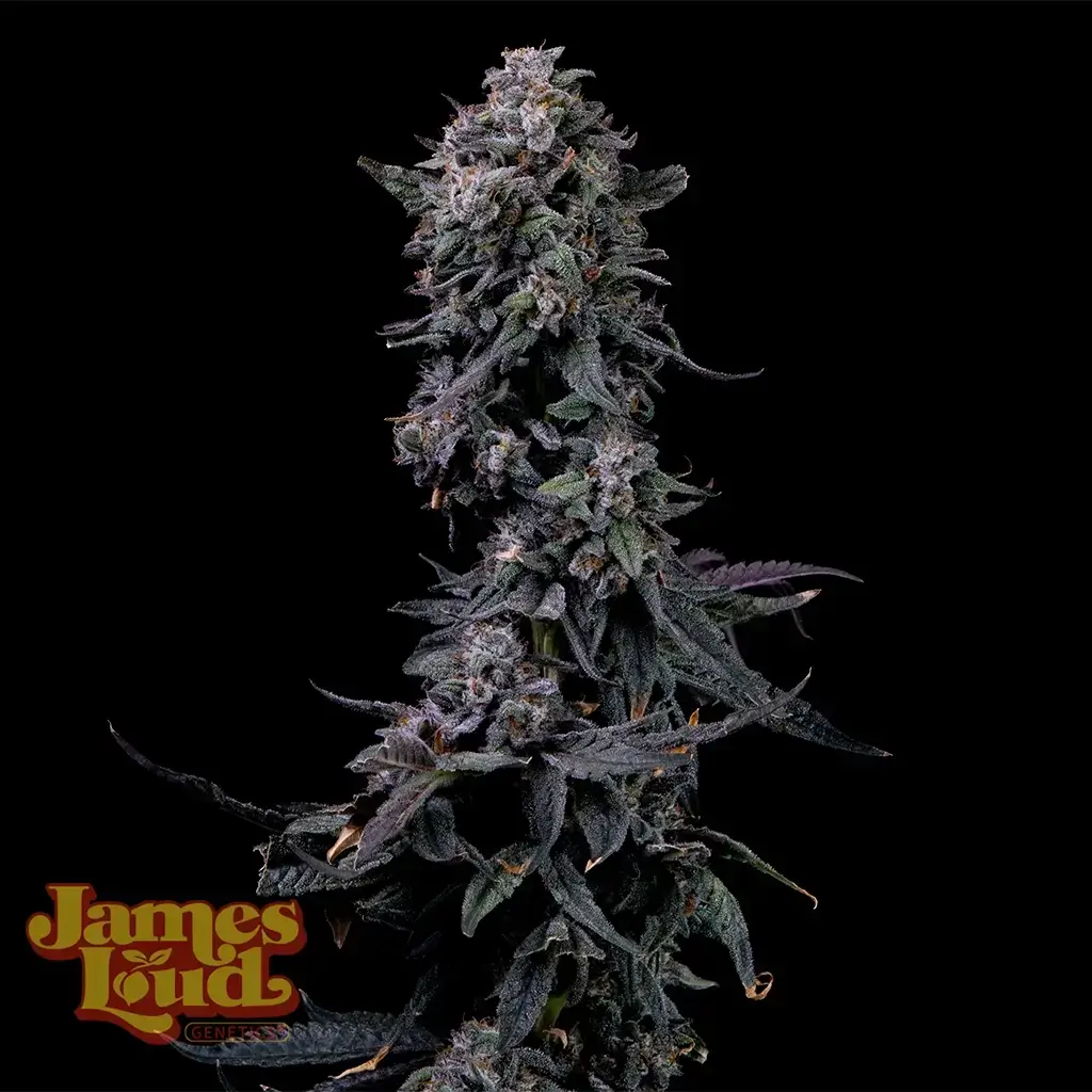 Bumpboxx Kush
