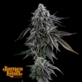 Dripz Feminized