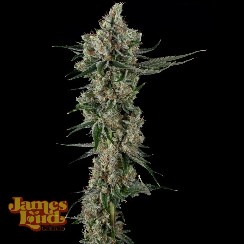 Loud Dream Candy