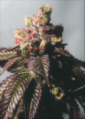 Passion Berry