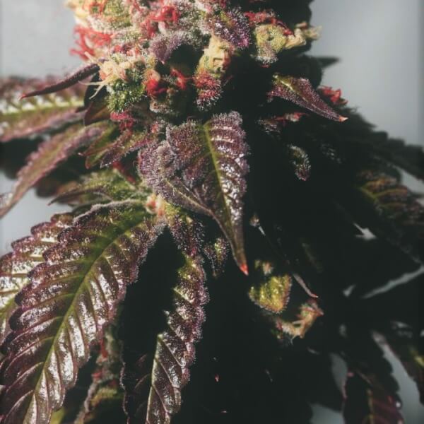 Passion Berry