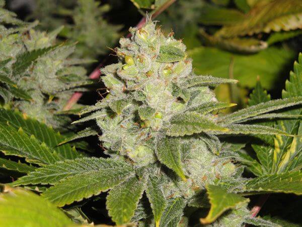 Deadhead OG