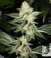 Louis XIII OG