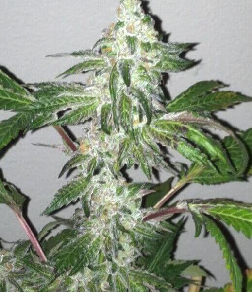 Girl Scout Cookies