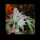 Tahoe OG Kush
