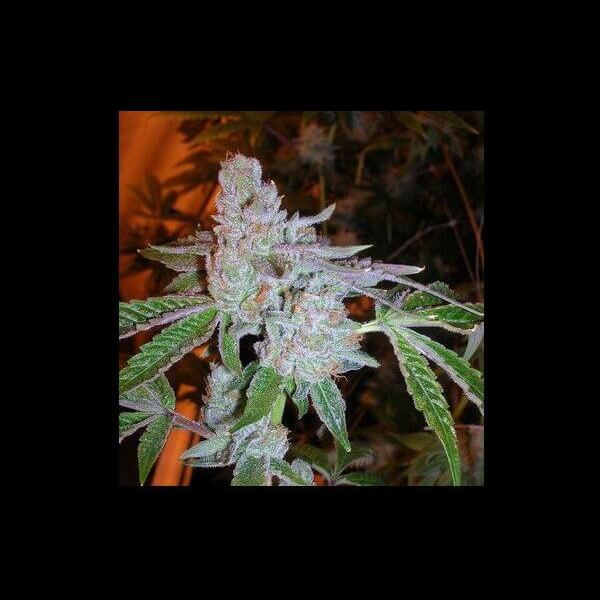 Tahoe OG Kush