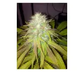 Boss Hogg Auto
