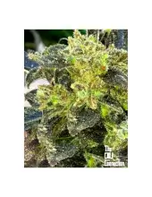 Boss Hogg Auto