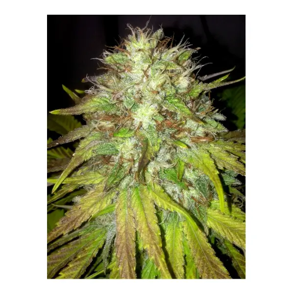 Boss Hogg Auto