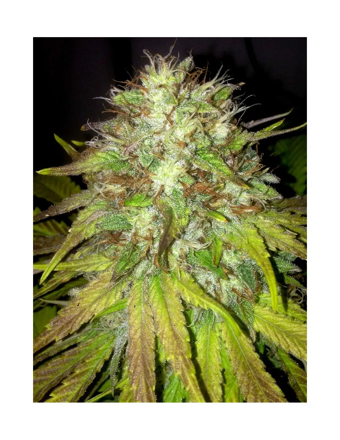 Boss Hogg Auto