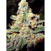 Buddha Tahoe OG