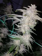 Buddha Tahoe OG