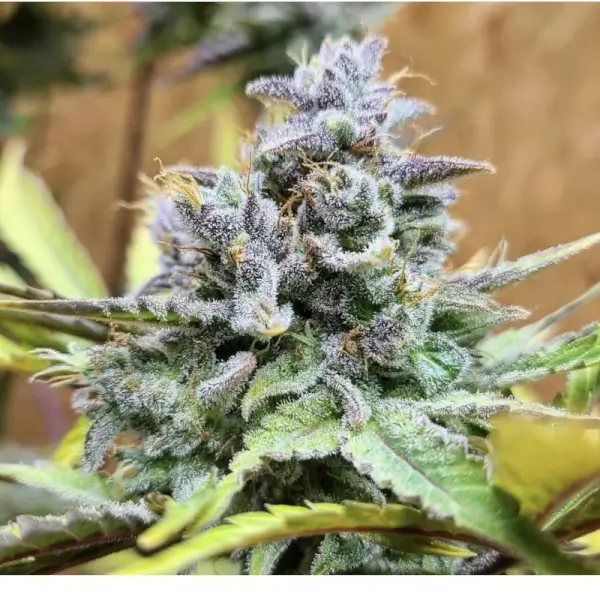 Girl Scout Cookies Auto
