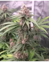 Island Punch Auto