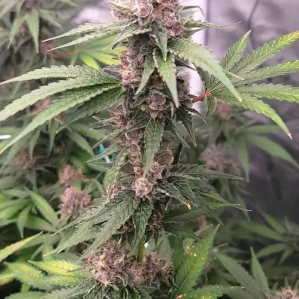 Island Punch Auto