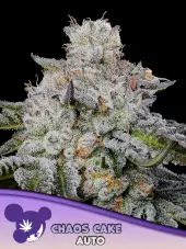Chaos Cake Auto