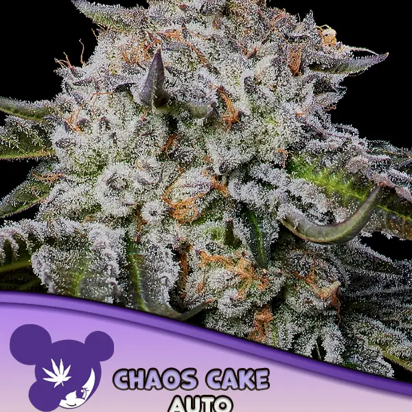 Chaos Cake Auto