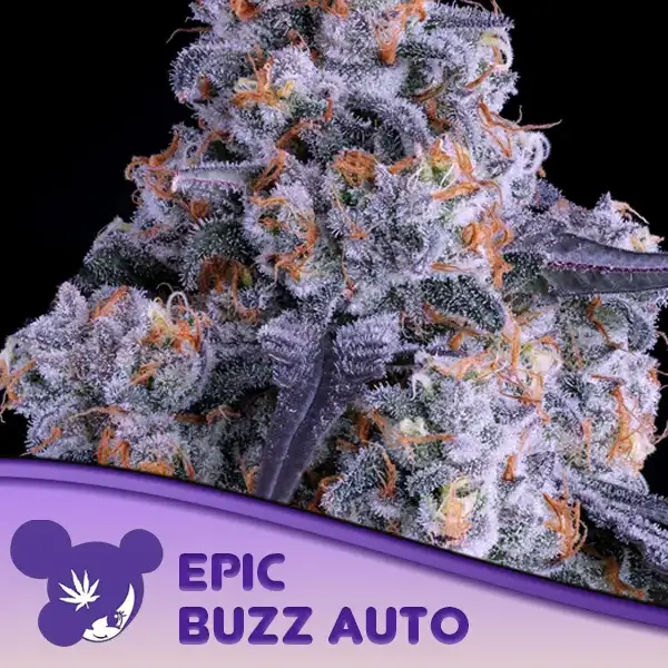 Epic Buzz Auto
