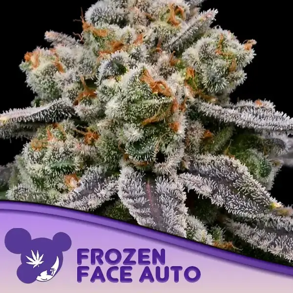 Frozen Face Auto