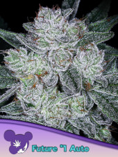 Auto Future #1