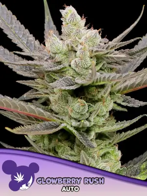 Glowberry Rush Auto