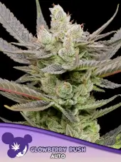 Glowberry Rush Auto