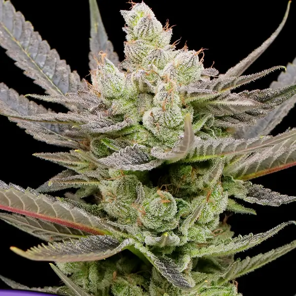Glowberry Rush Auto