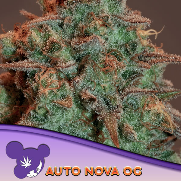 Auto Nova OG