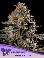 Smashberry Fumez Auto