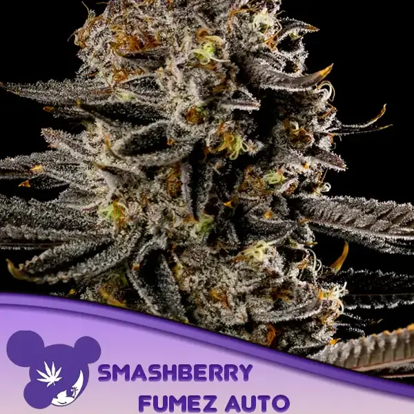 Smashberry Fumez Auto